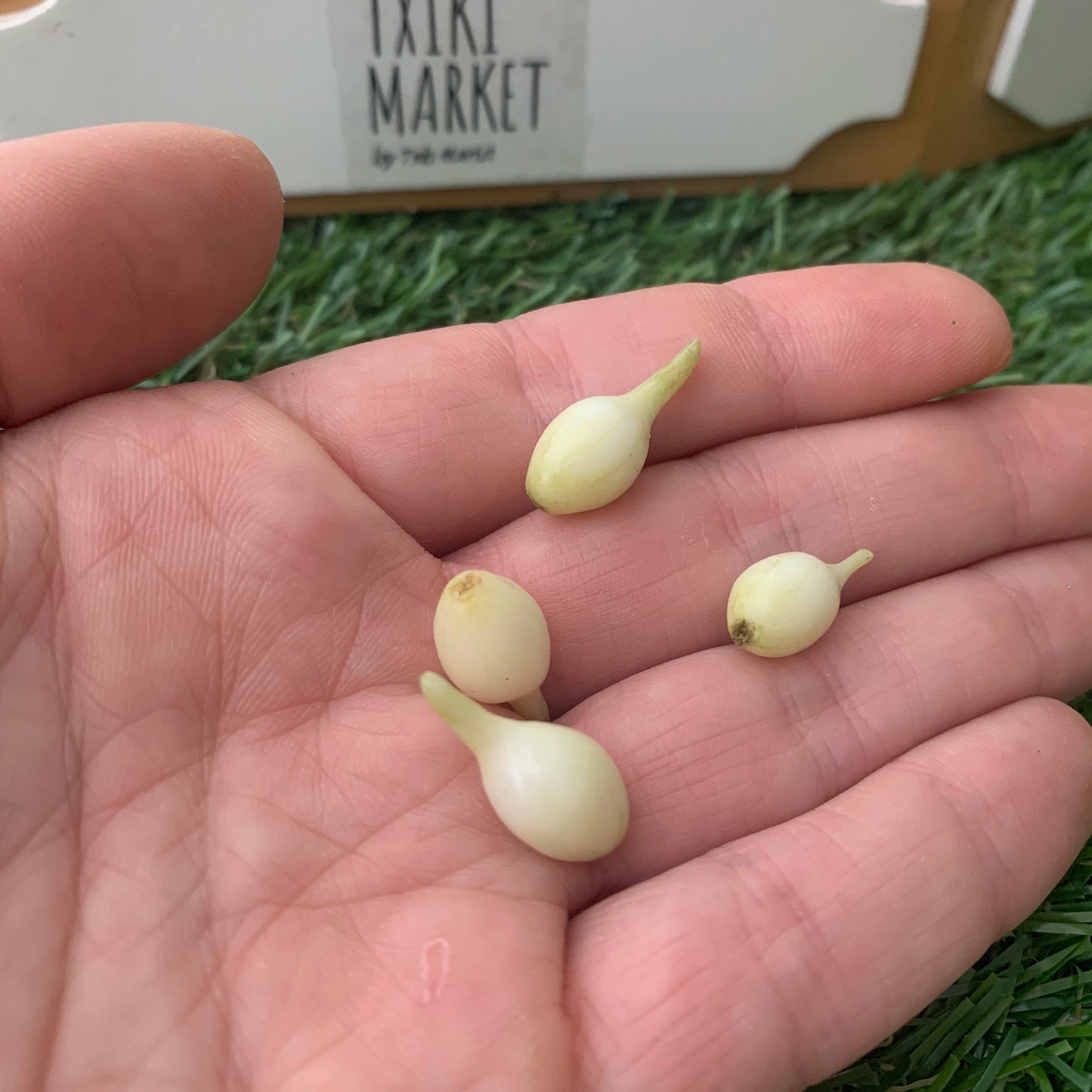 Onion for dollhouse