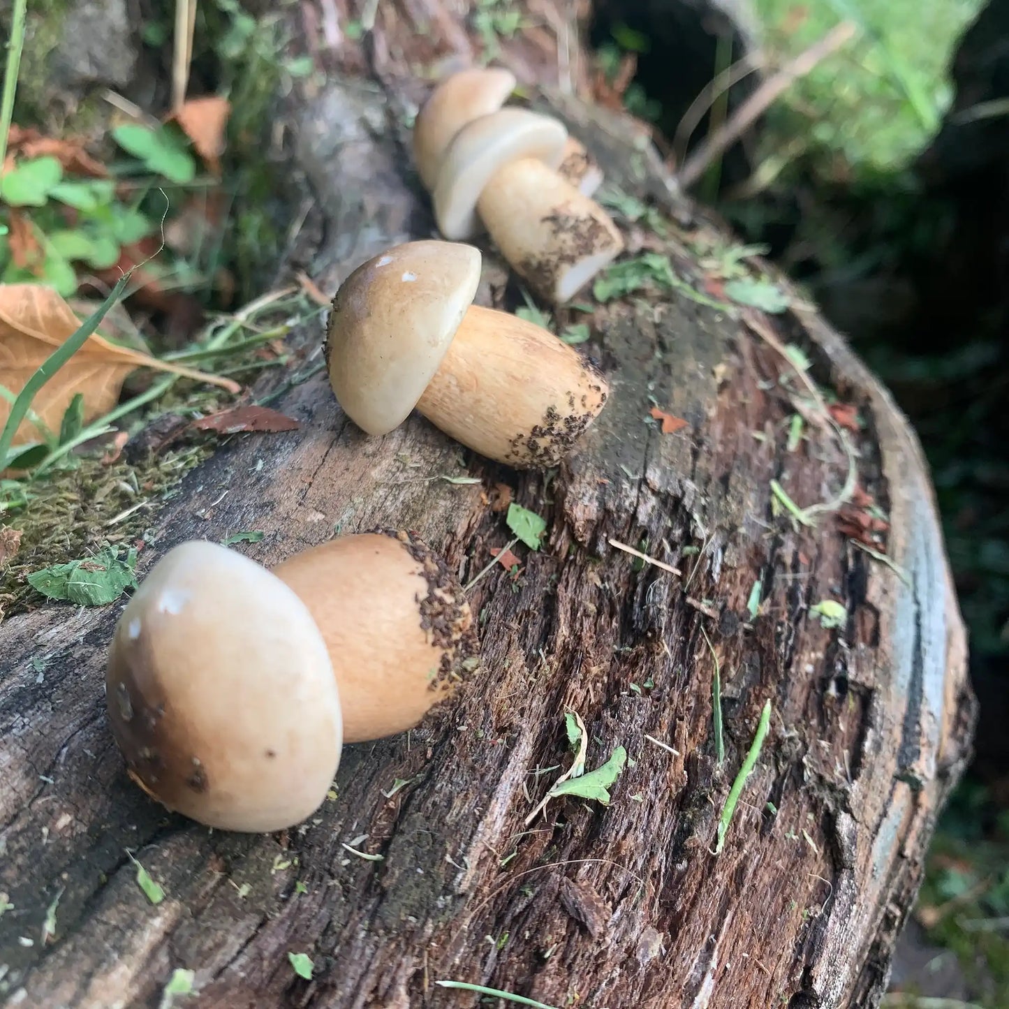 Boletus