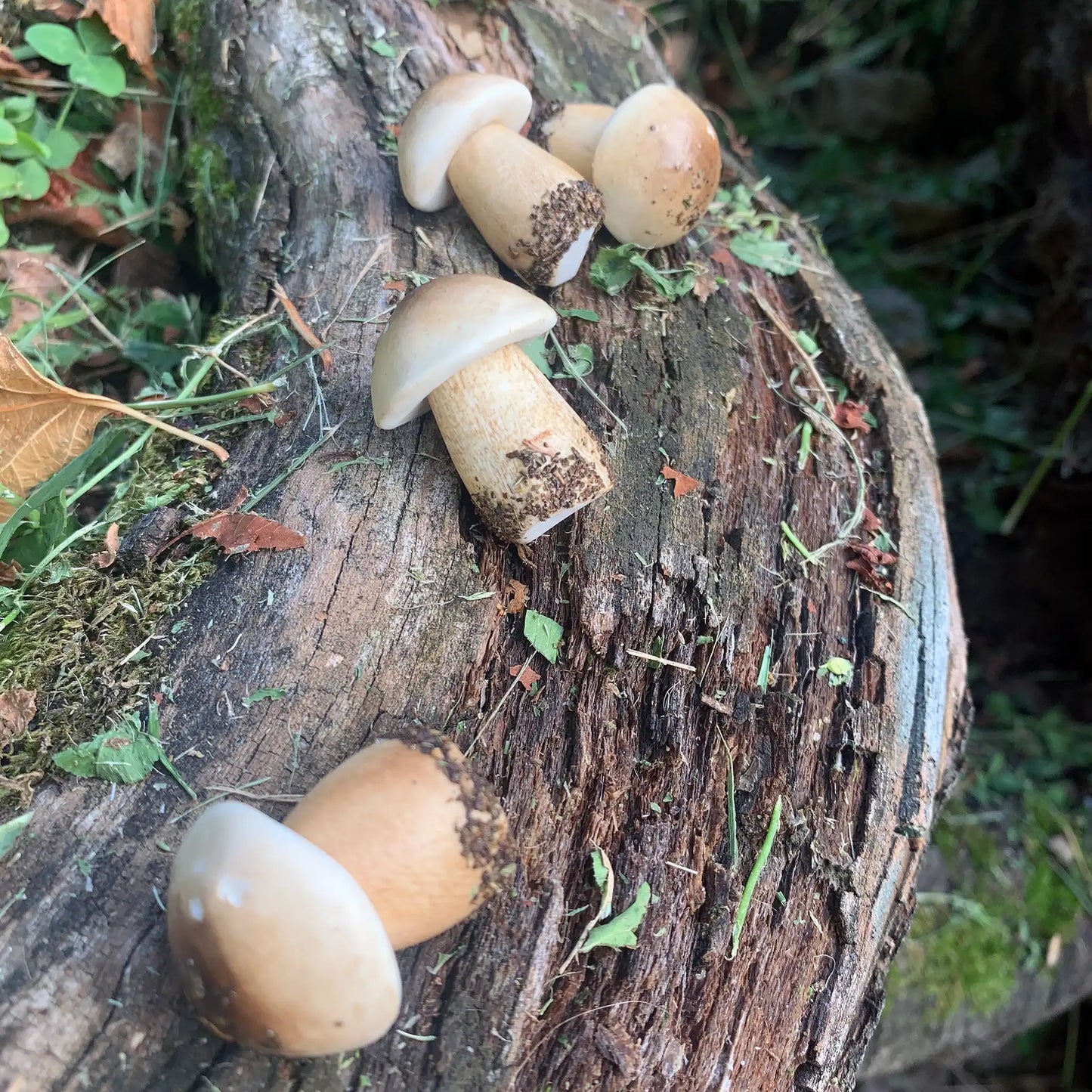 Boletus