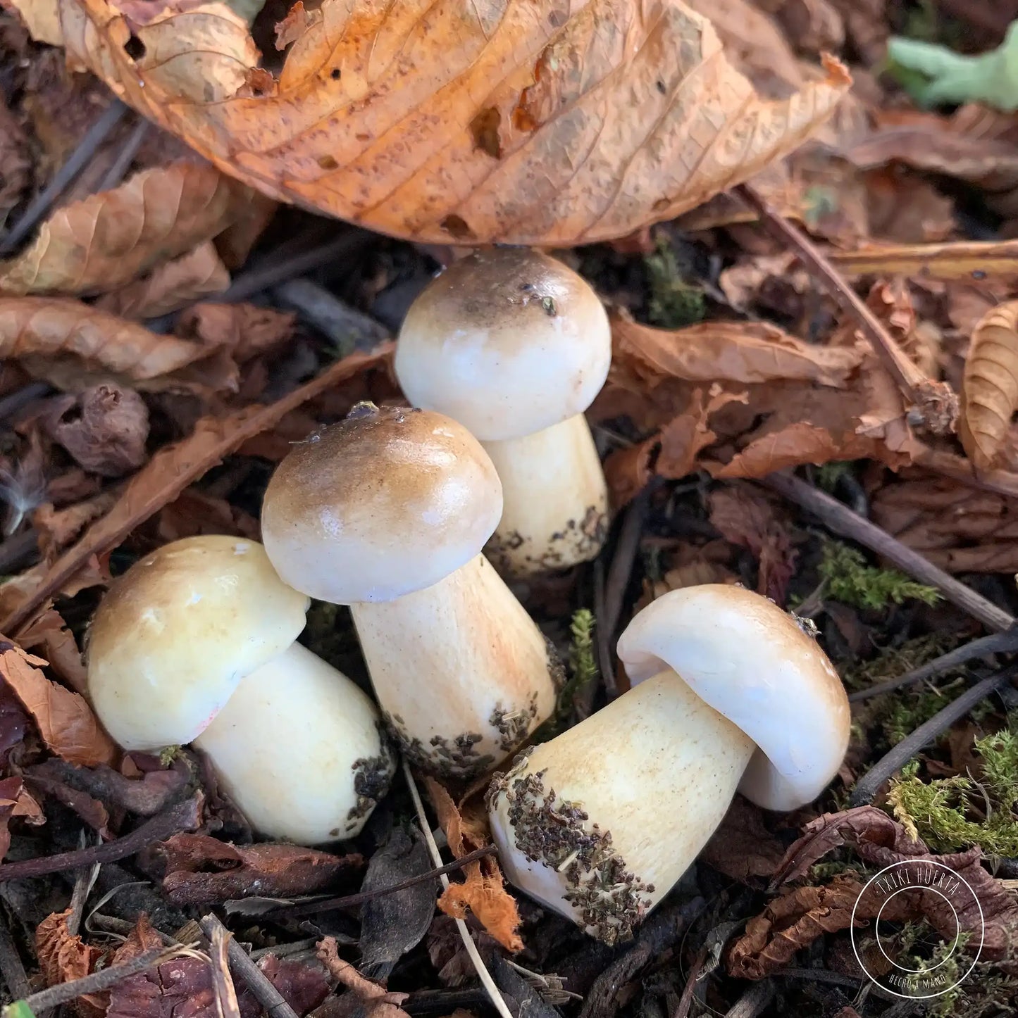 Boletus