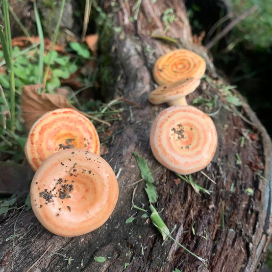 Lactarius