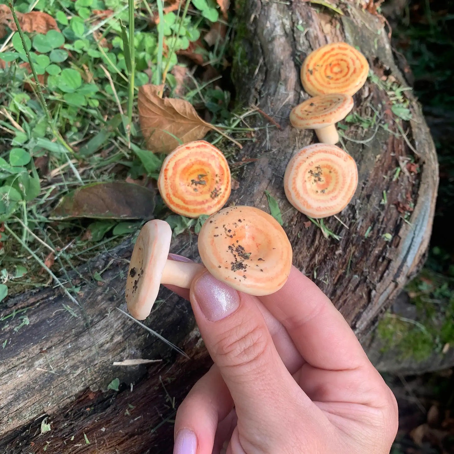 Lactarius