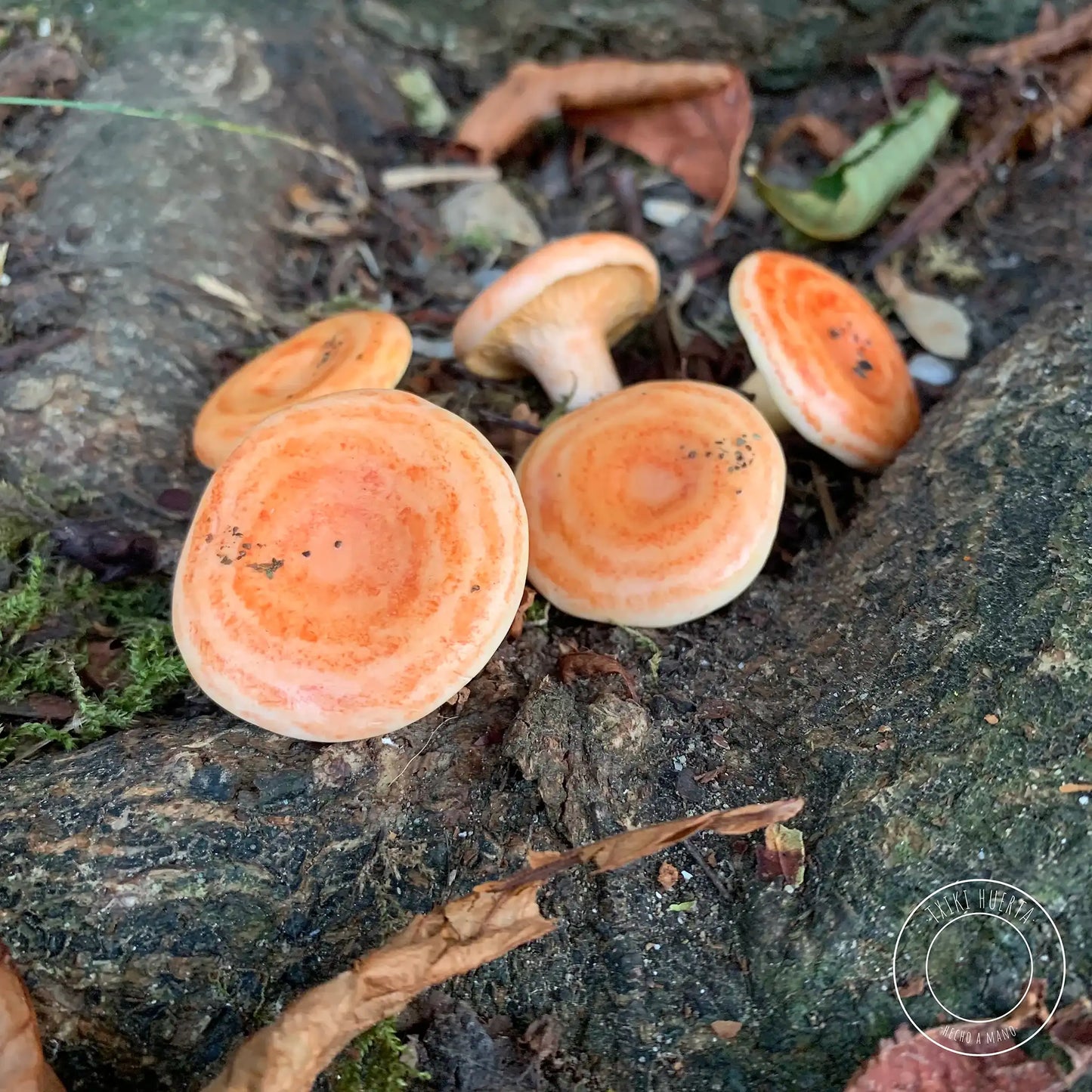 Lactarius