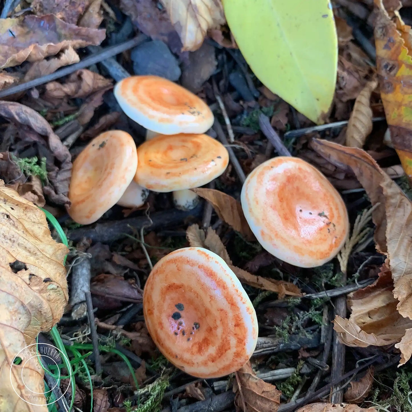 Lactarius