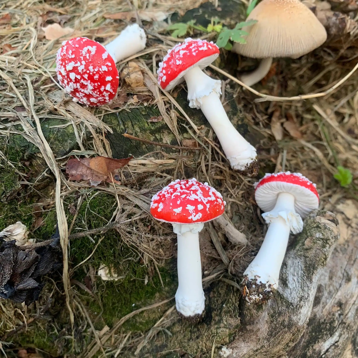 Amanita muscaria. Matamoscas