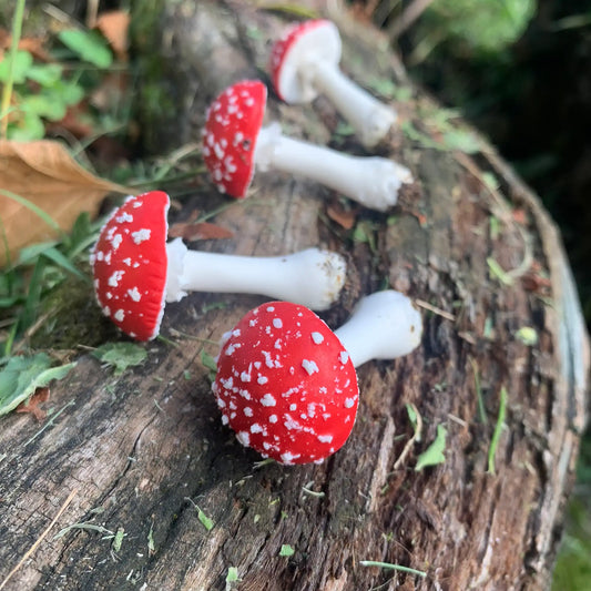 Amanite muscaria. tapette à mouche