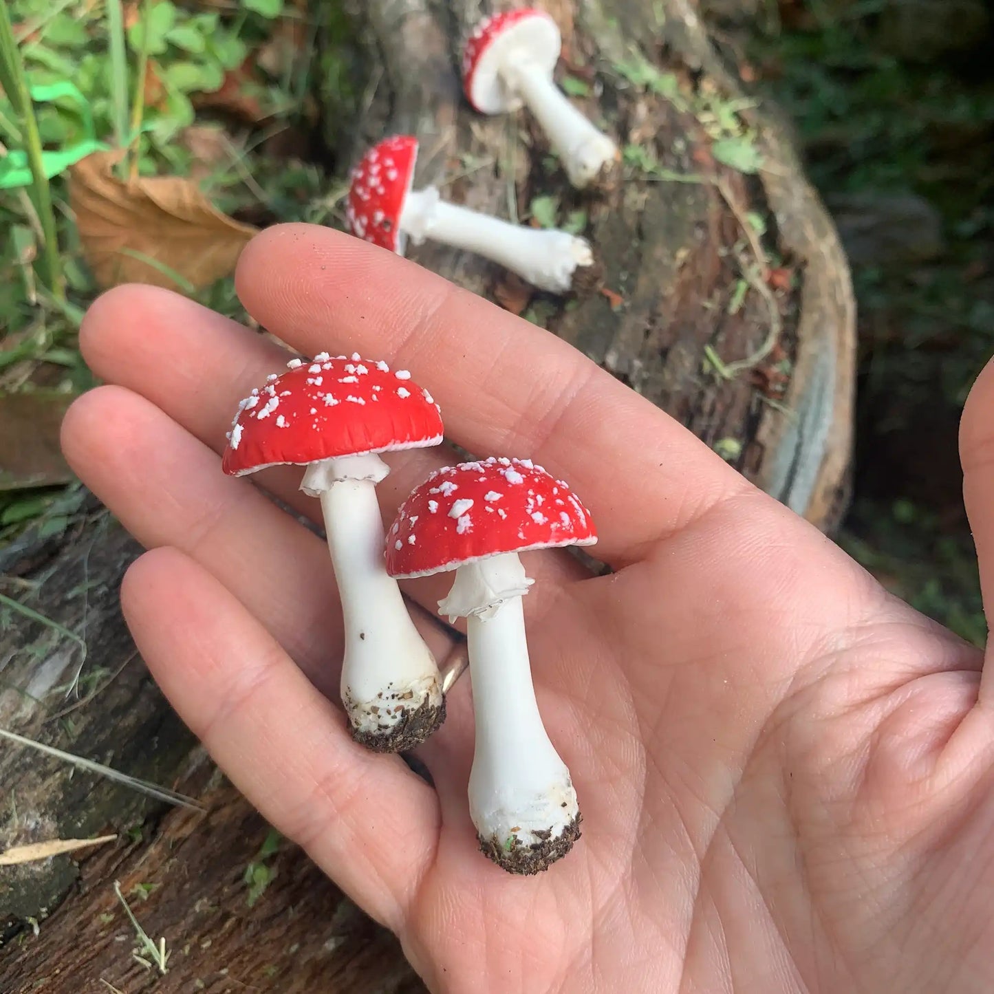 Amanita muscaria. fly swatter