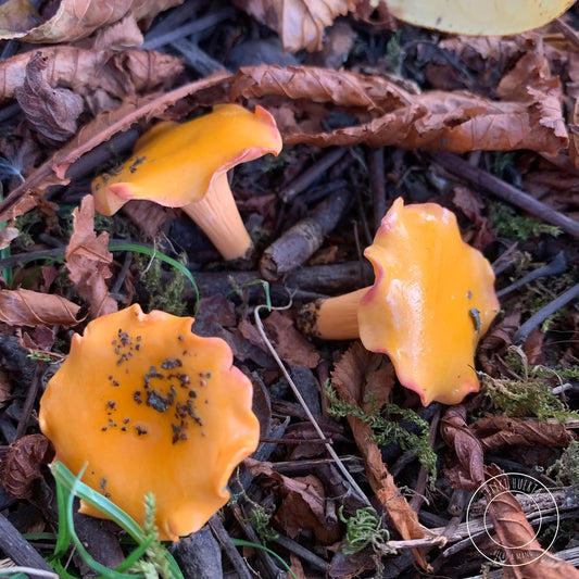 Chanterelle