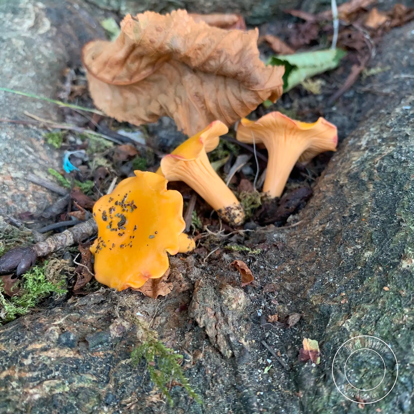 Chanterelle