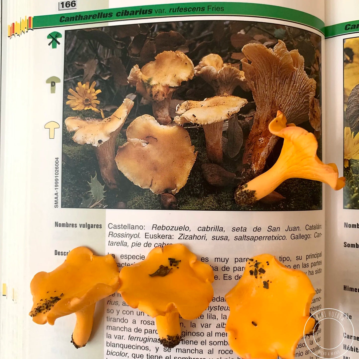 Chanterelle