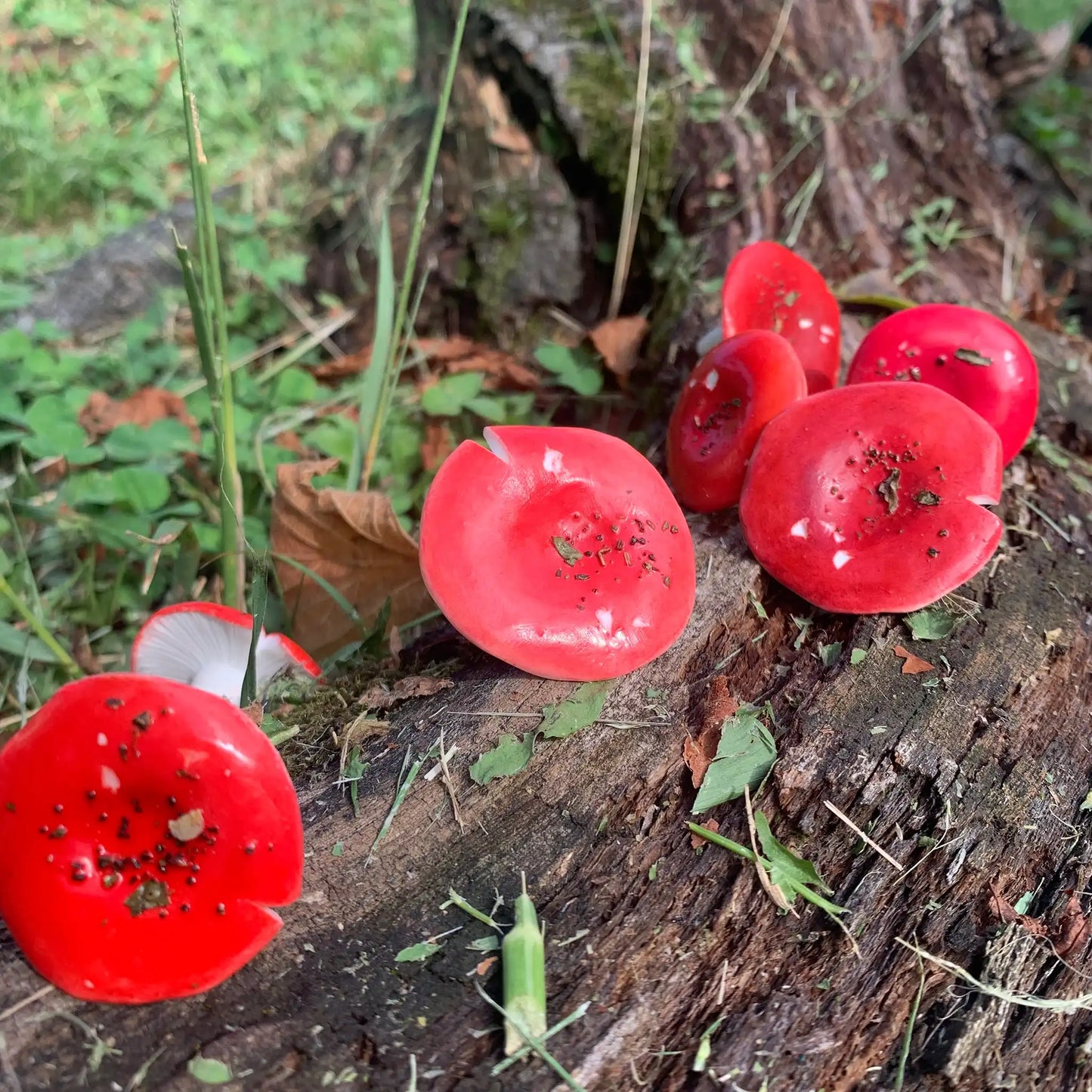 Russula