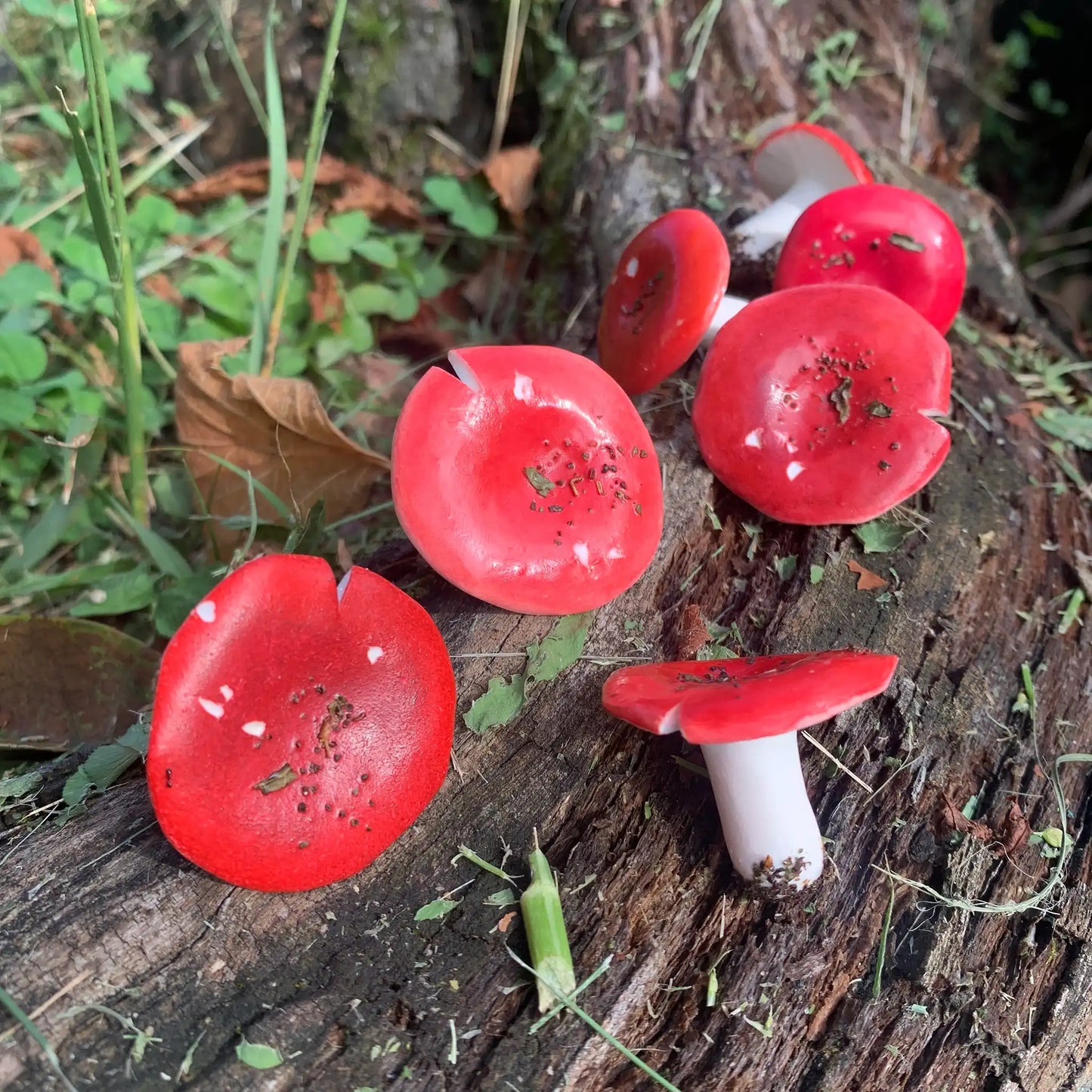 Russula