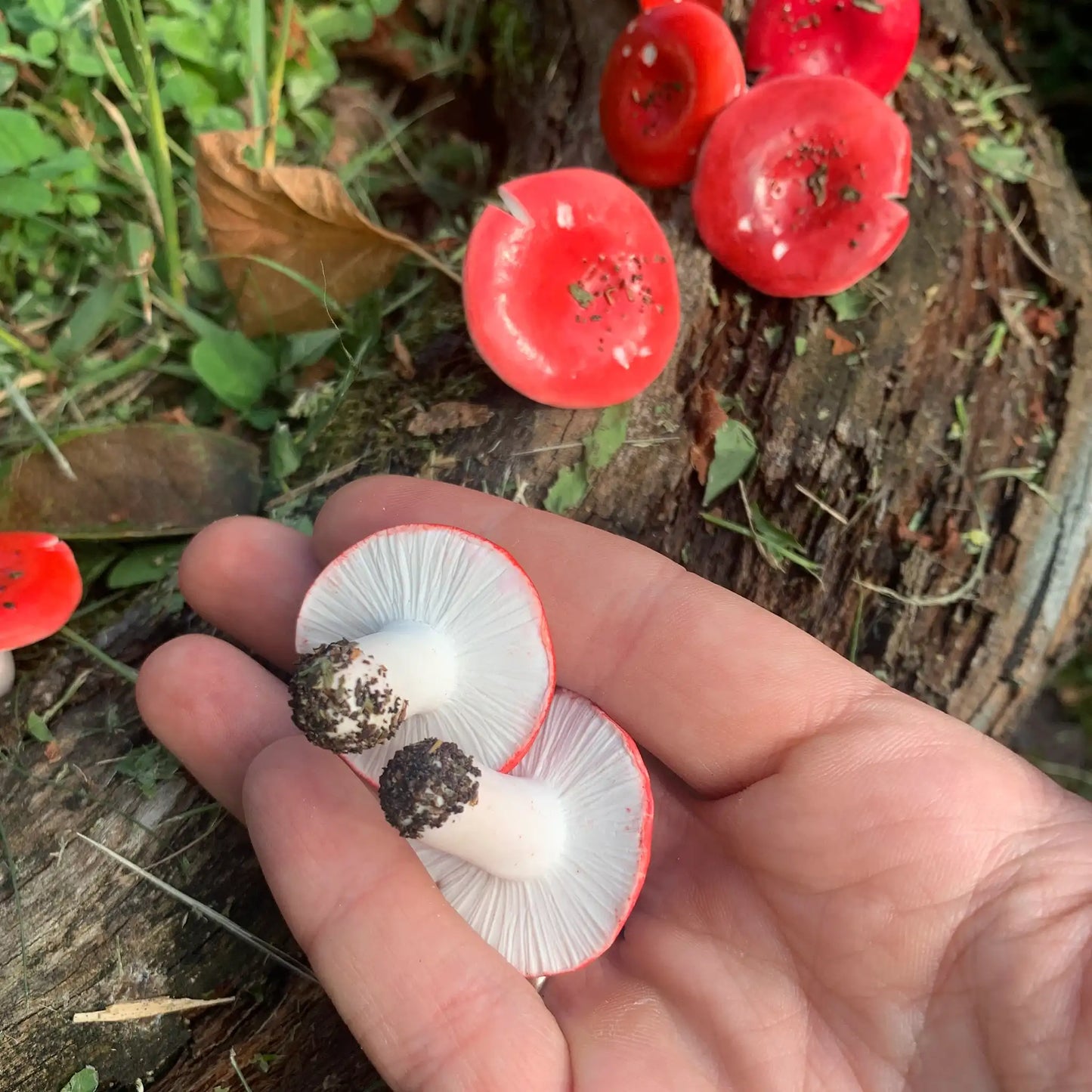 Russula